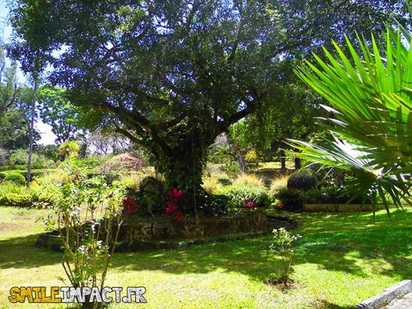 Jardin botanique - Découverte des arbres très rares comme le Cannon Ball et le Sealing Wax Palm.